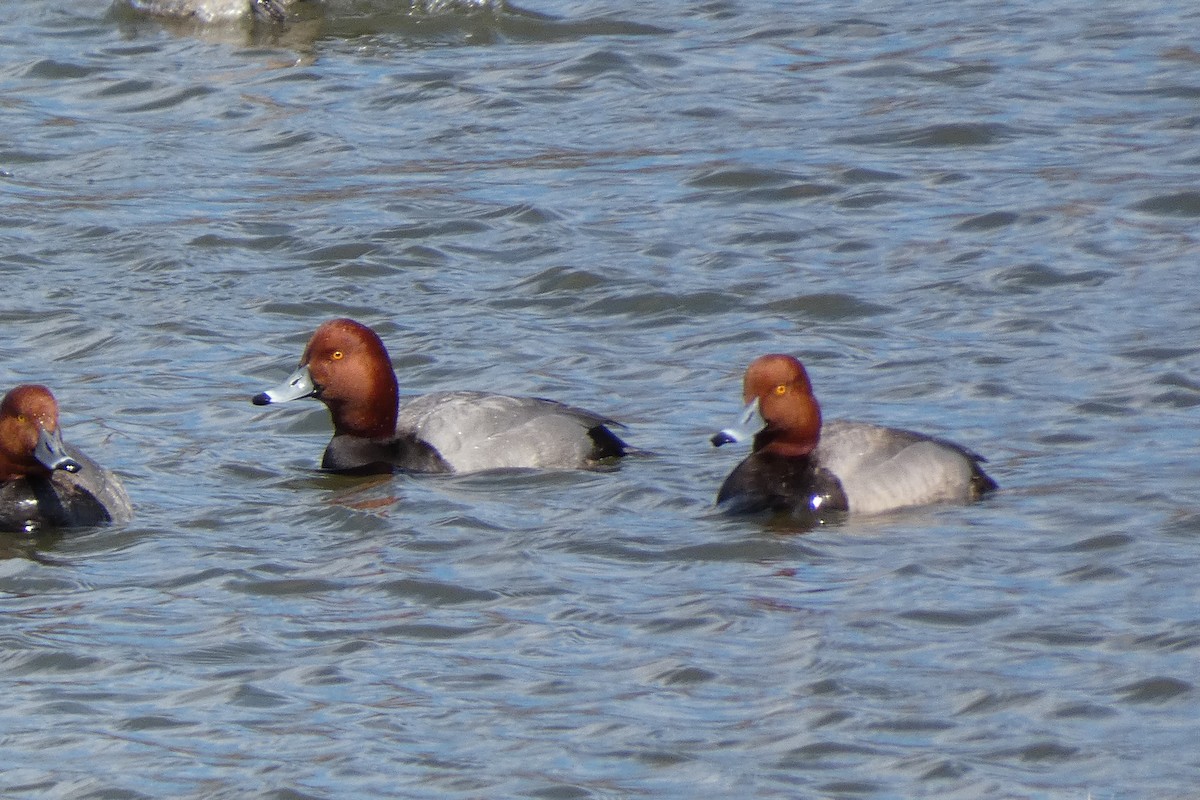 Redhead - ML312860031