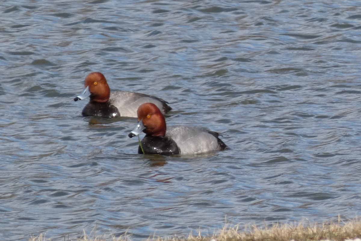 Redhead - Patrick Coy