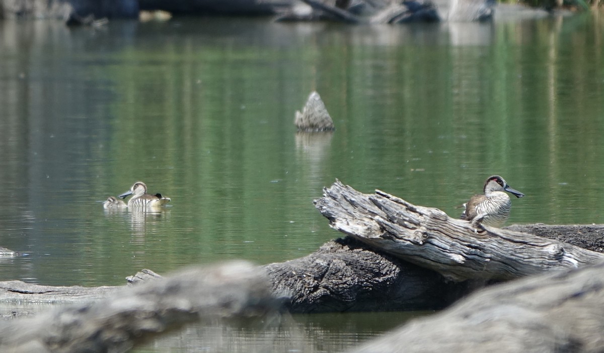 Pink-eared Duck - ML312861001