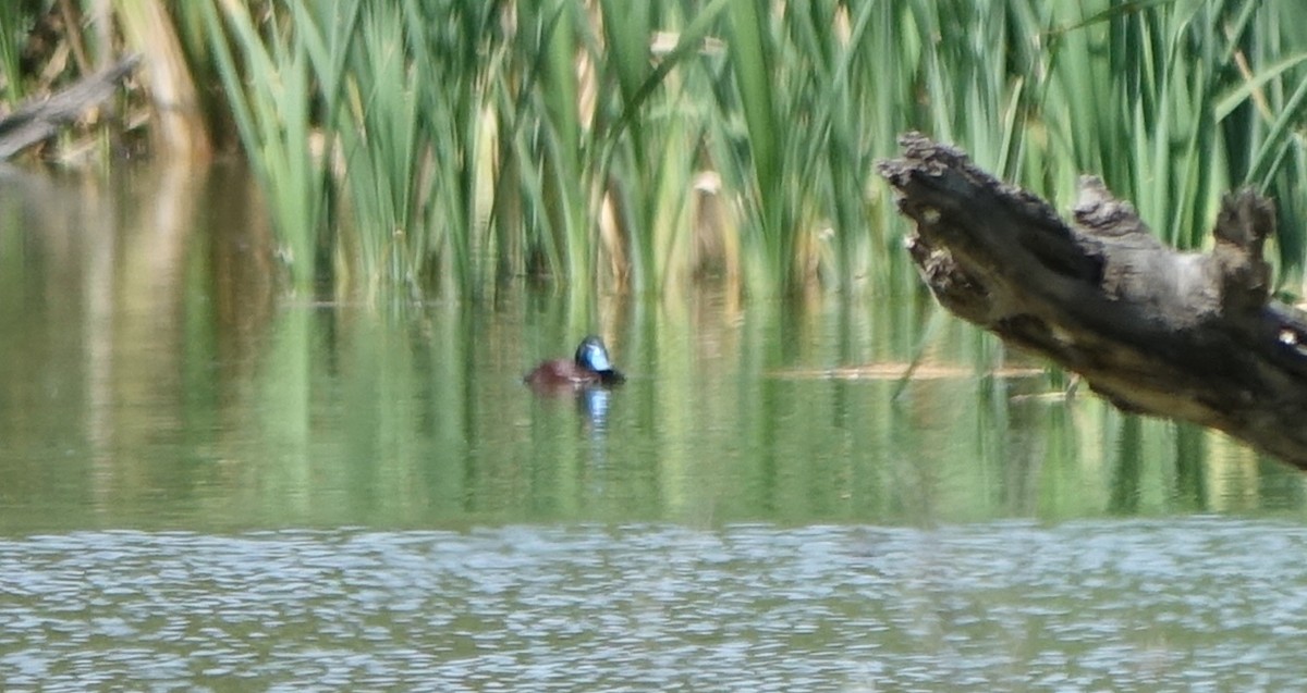 Blue-billed Duck - ML312861131