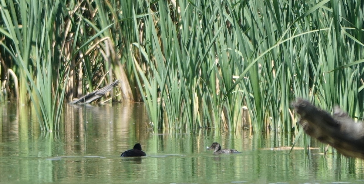 Blue-billed Duck - ML312861221