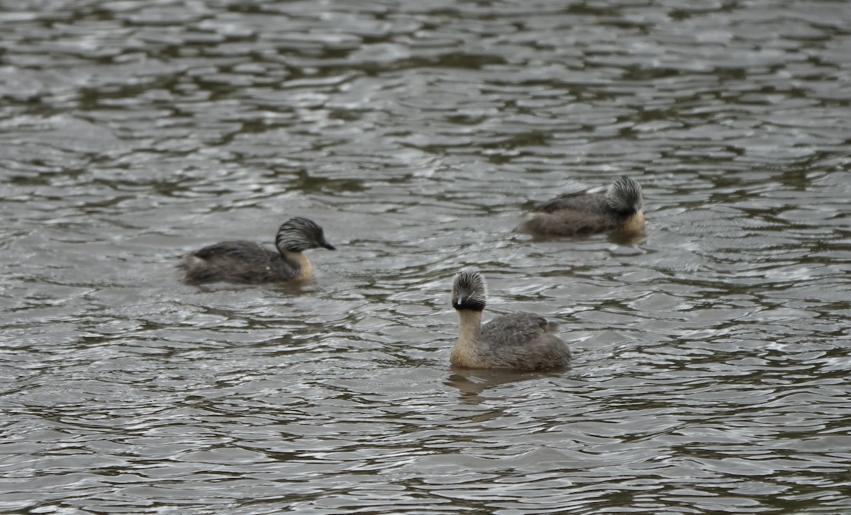 Hoary-headed Grebe - ML312861701