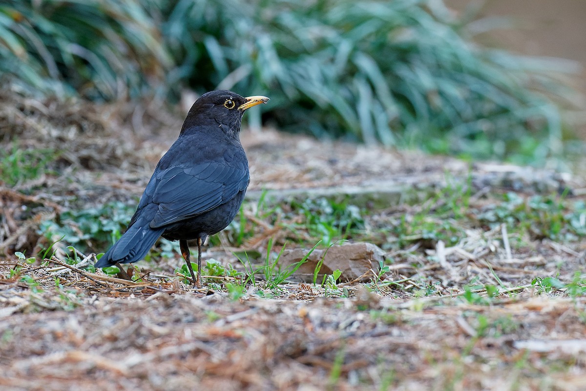 Chinese Blackbird - ML312861741