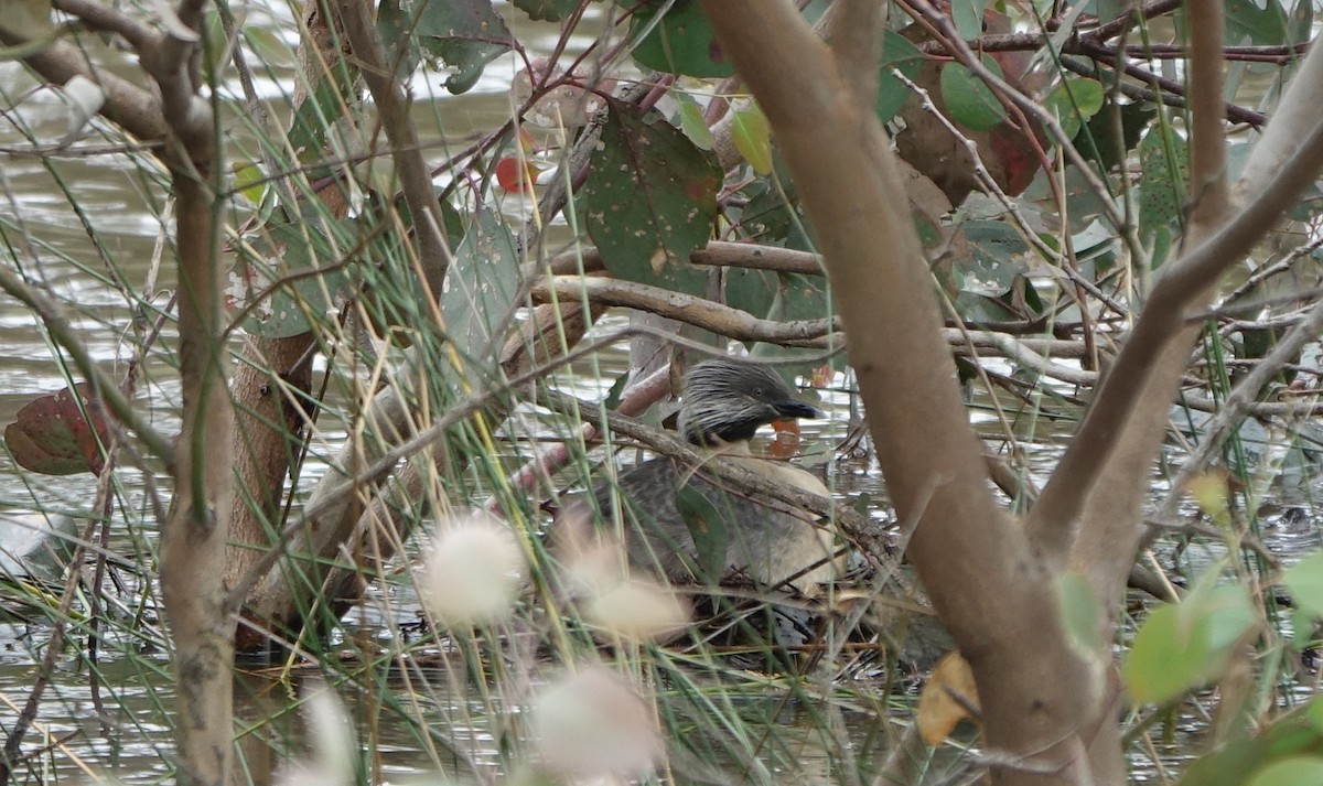 Hoary-headed Grebe - ML312861791