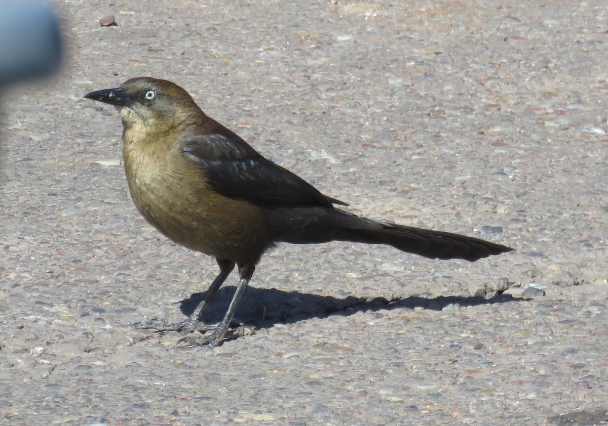Great-tailed Grackle - ML312863121