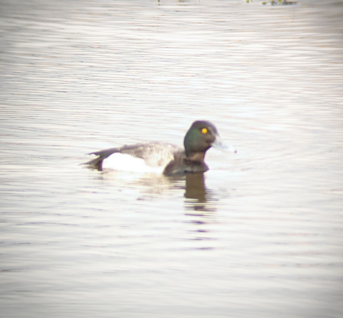 Greater Scaup - Mark Holland