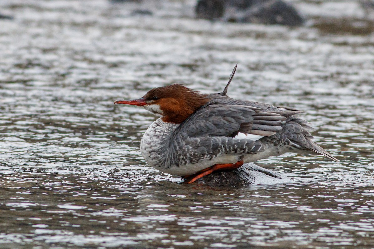 Common Merganser - Neil Denton