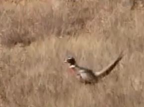 Ring-necked Pheasant - ML31286761