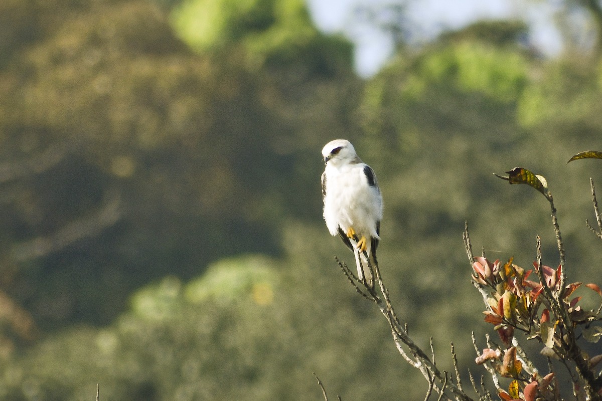 Black-winged Kite - ML312868621