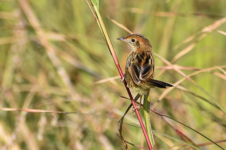 Golden-headed Cisticola - ML312868721