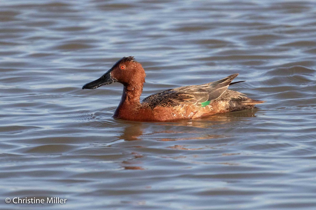 Cinnamon Teal - Chris Miller