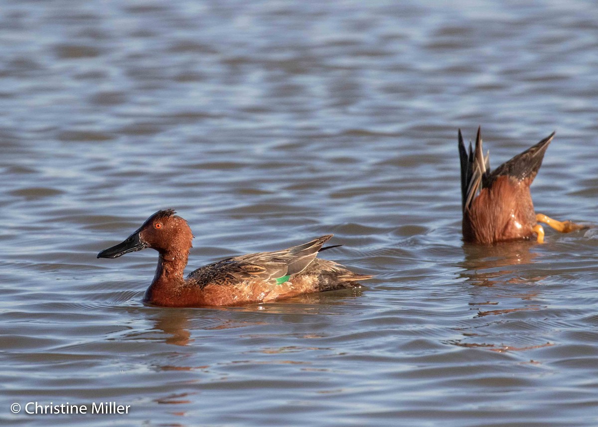 Cinnamon Teal - Chris Miller