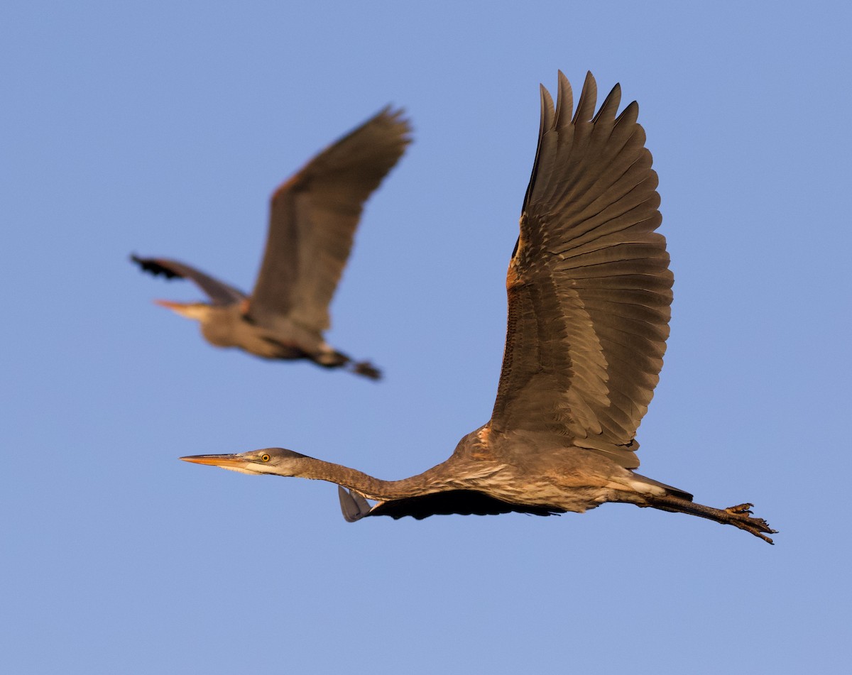 Great Blue Heron (Great Blue) - ML312869271