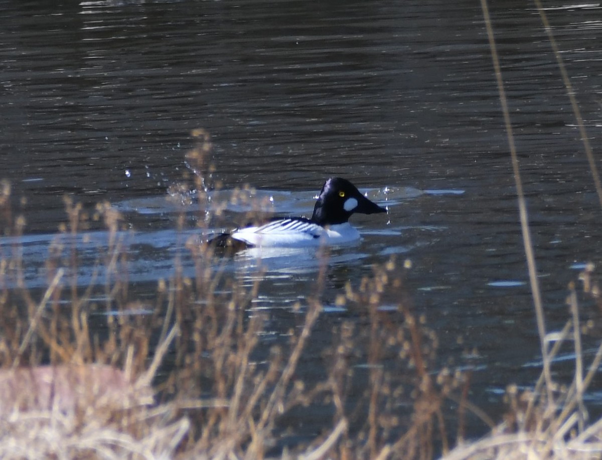 Common Goldeneye - ML312871411