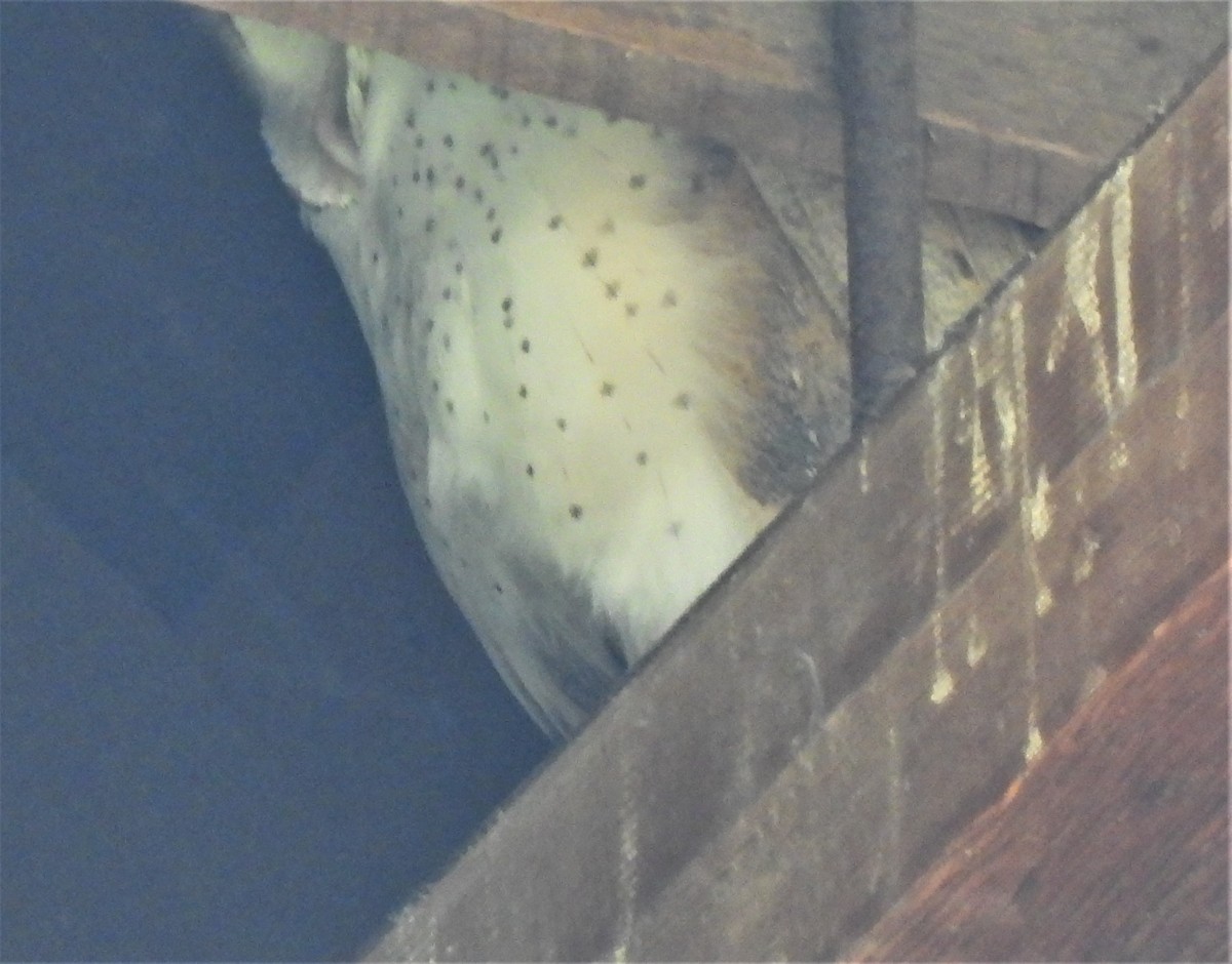 American Barn Owl - ML312873291