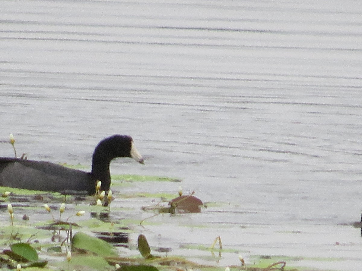 American Coot - ML312873461