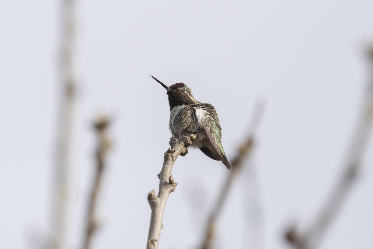 rødmaskekolibri - ML312874221