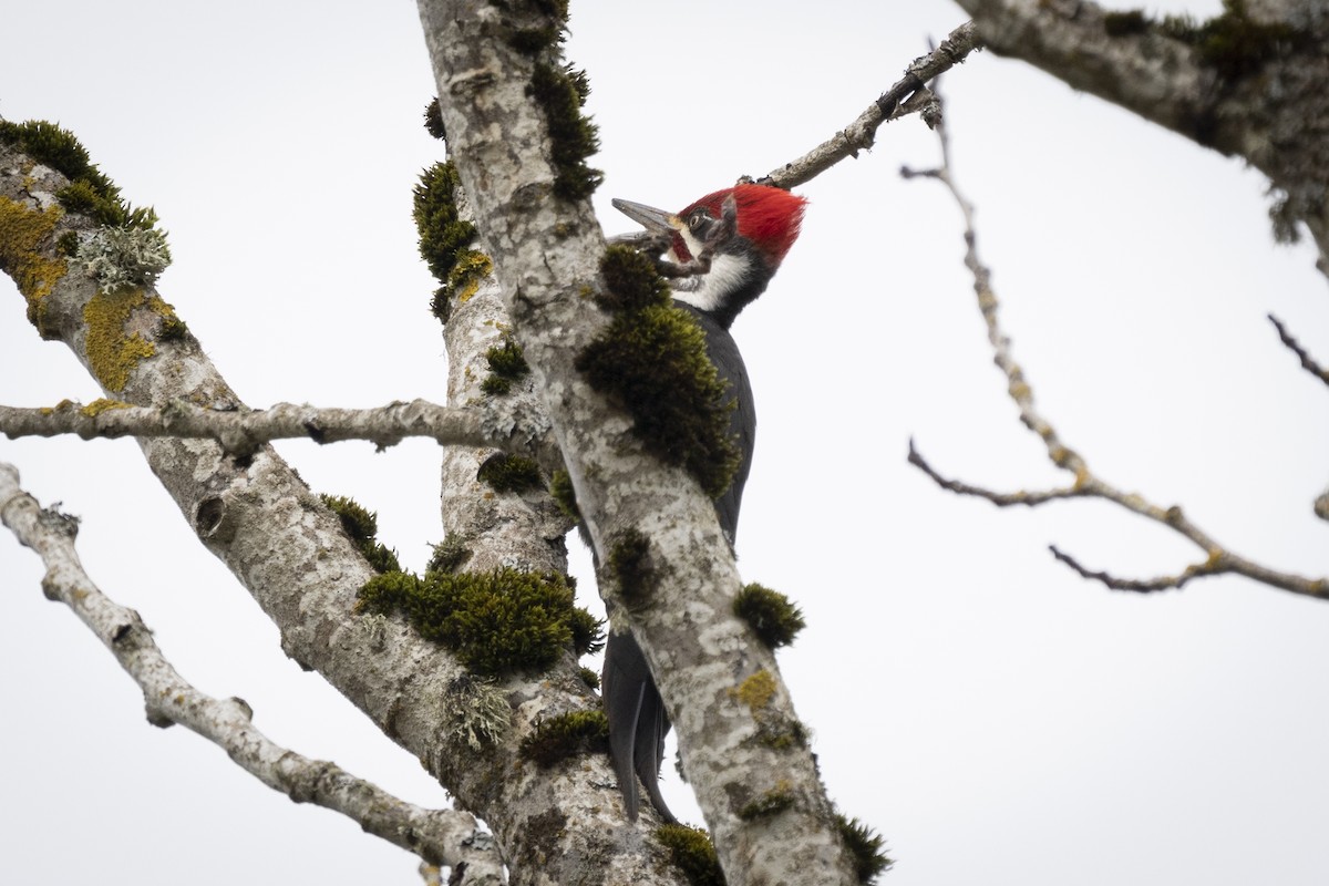 Pileated Woodpecker - ML312874281