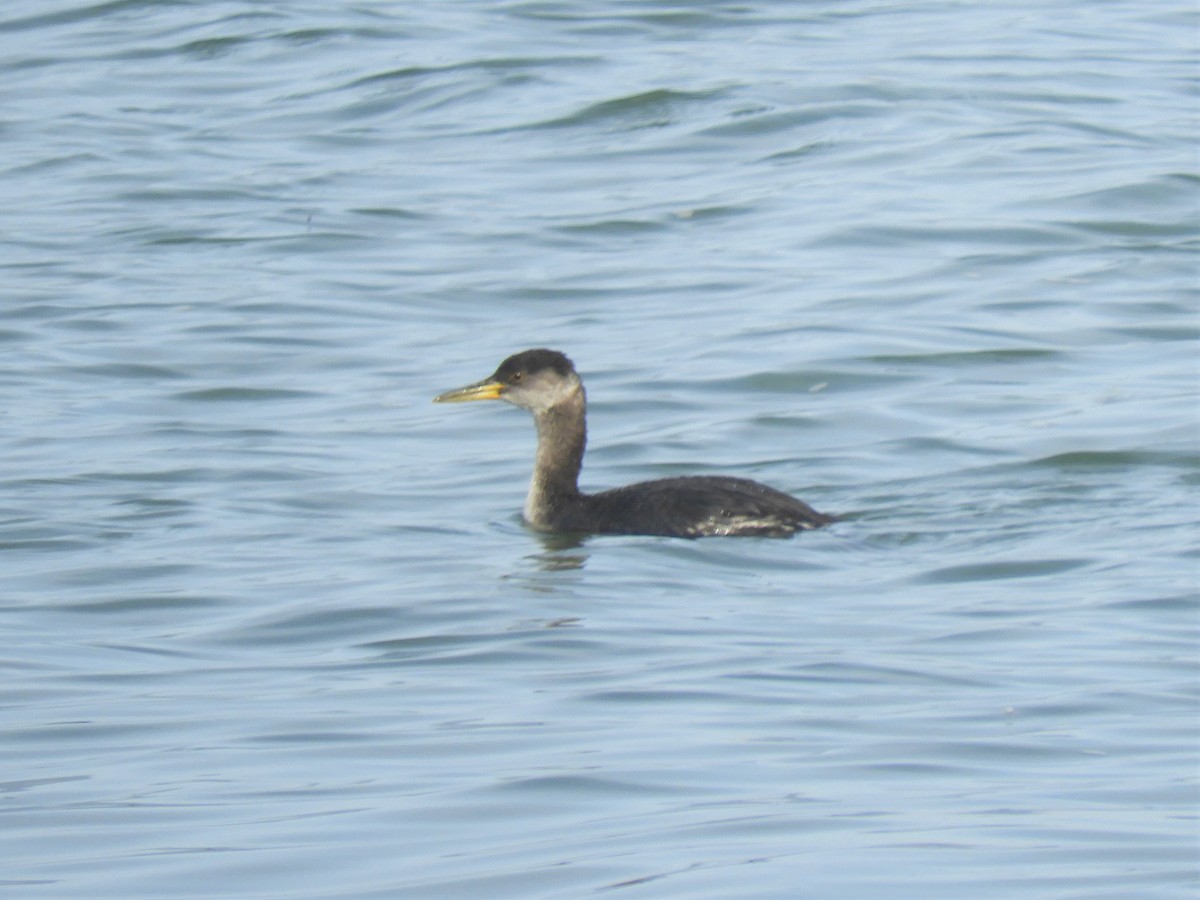 Red-necked Grebe - Cliff Cordy