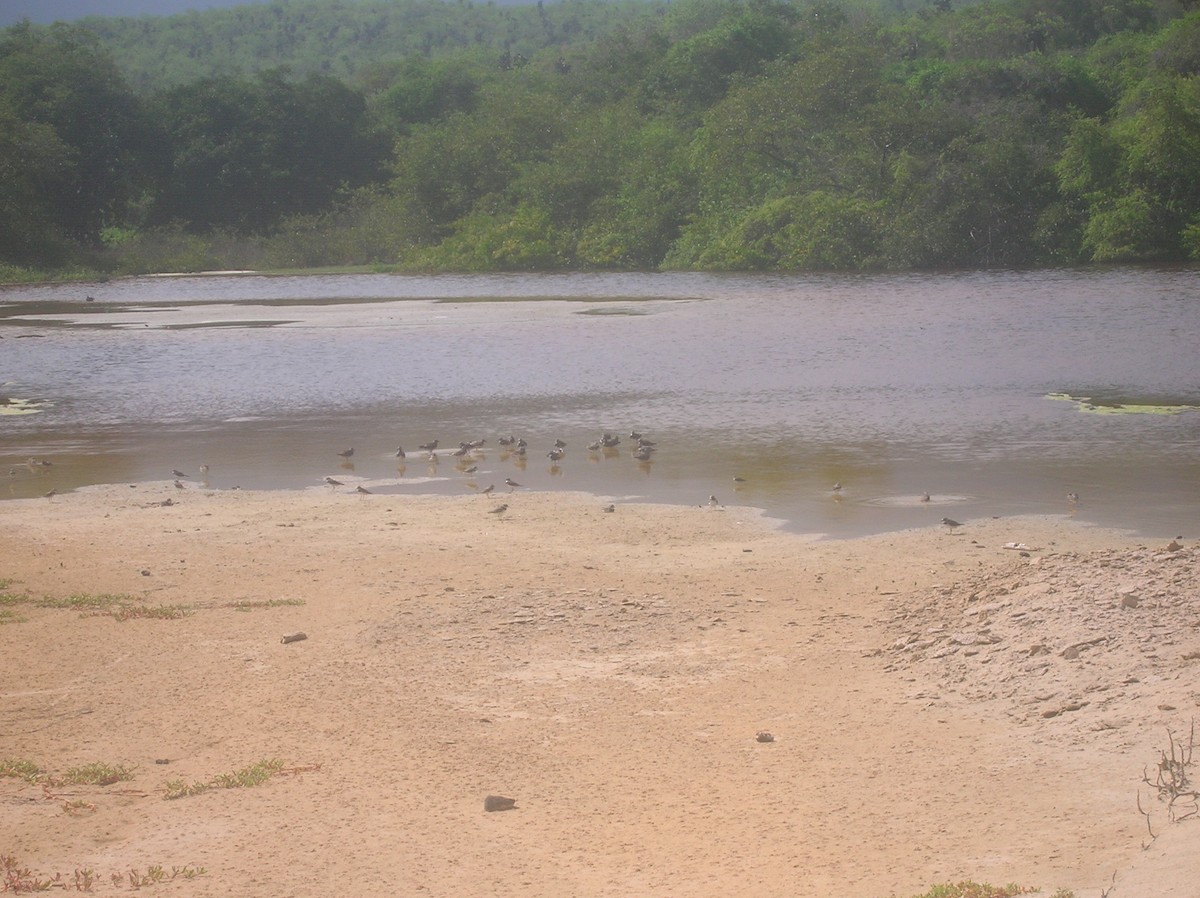 Semipalmated Plover - ML312875851