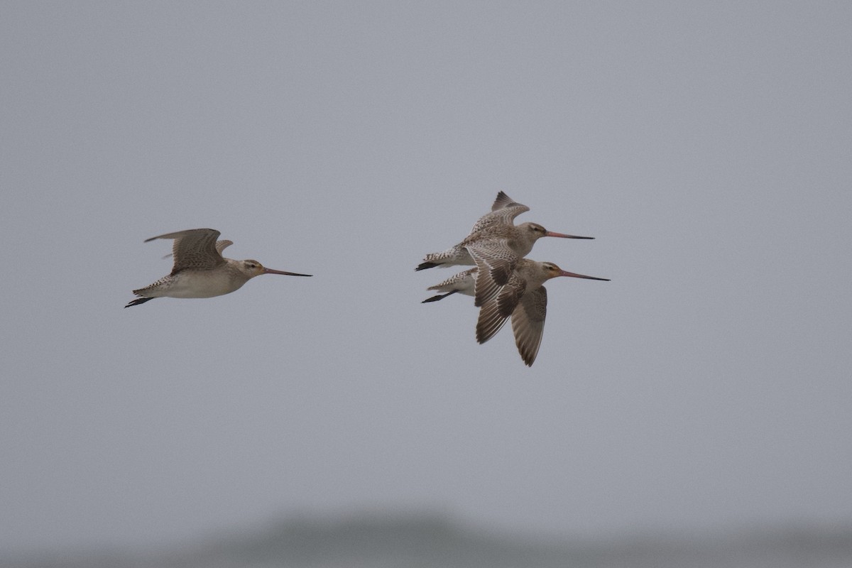 Bar-tailed Godwit - ML312876181