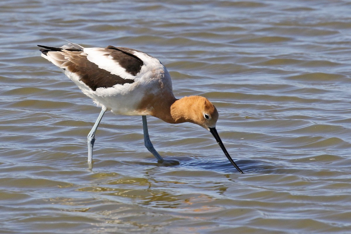 American Avocet - ML312876231