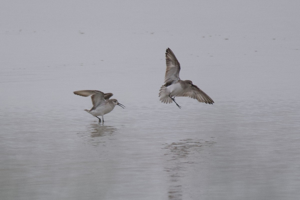 Curlew Sandpiper - ML312876261