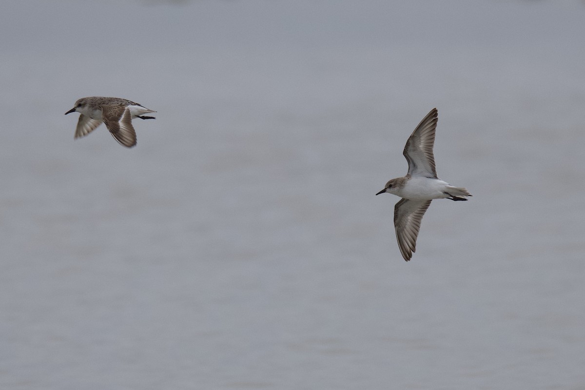 Red-necked Stint - ML312876311