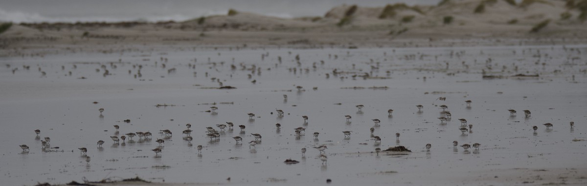 Red-necked Stint - ML312876331