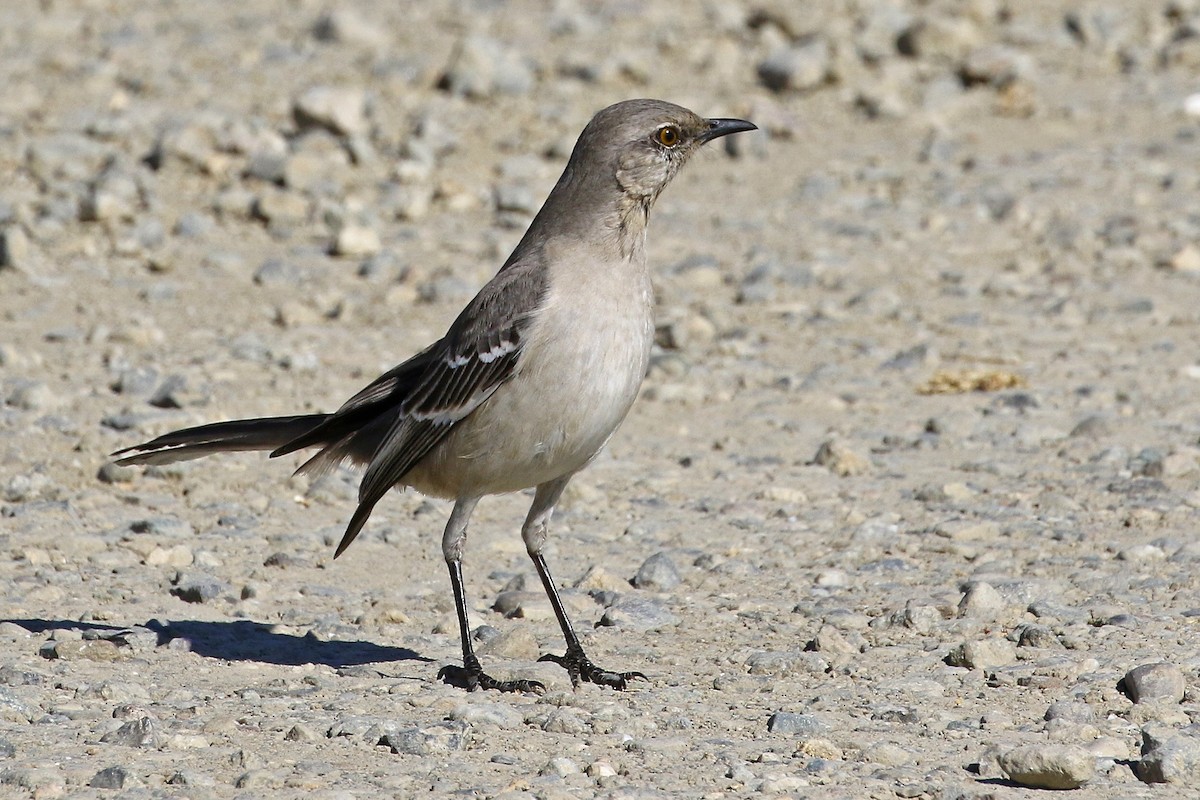 Northern Mockingbird - ML312876571