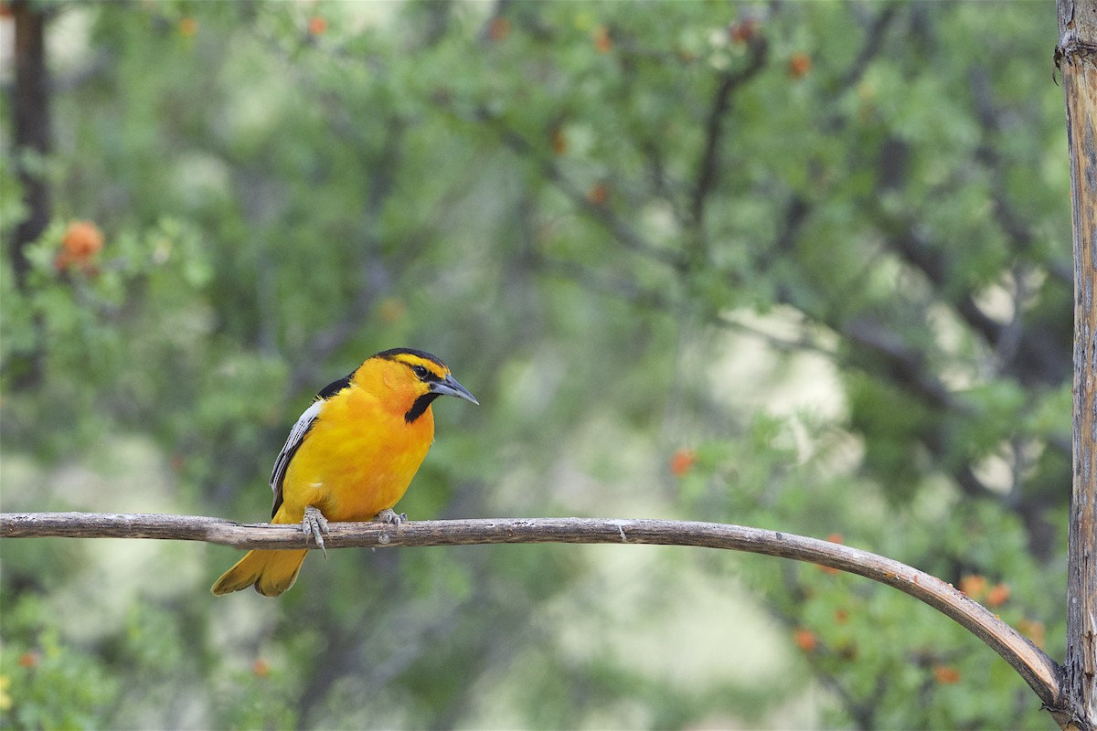 Bullock's Oriole - ML312878421