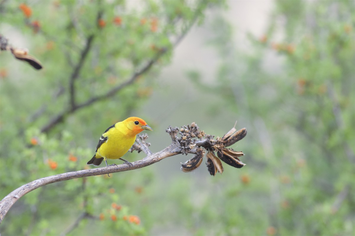 Western Tanager - ML312878451