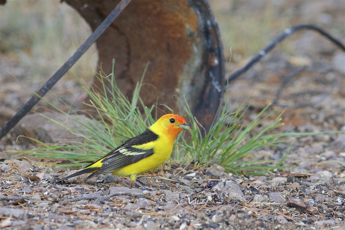 Western Tanager - ML312878491