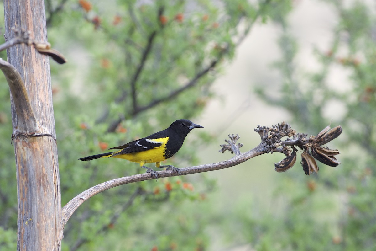 Scott's Oriole - ML312878501