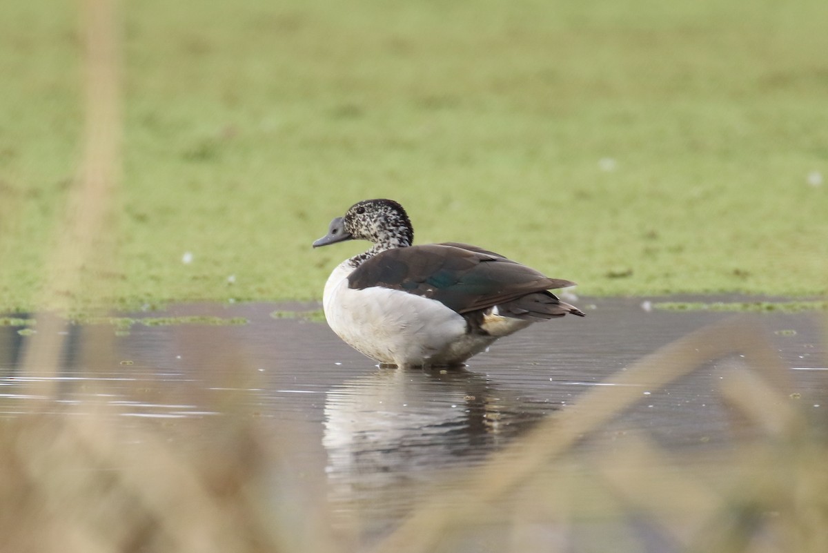 Canard à bosse - ML312878521