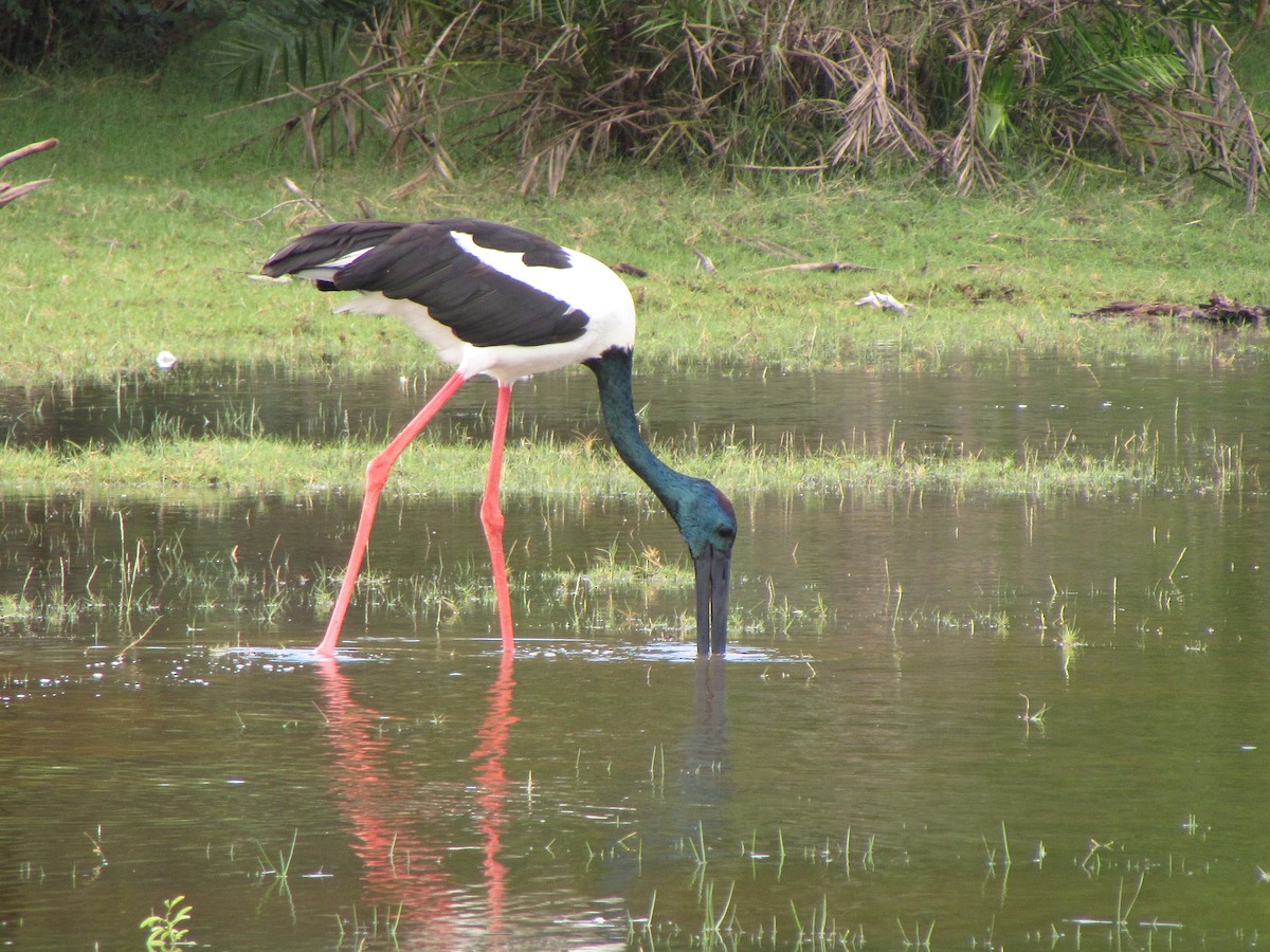 Black-necked Stork - Nireka Weeratunge