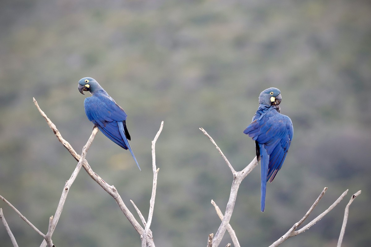 Indigo Macaw - ML312879911