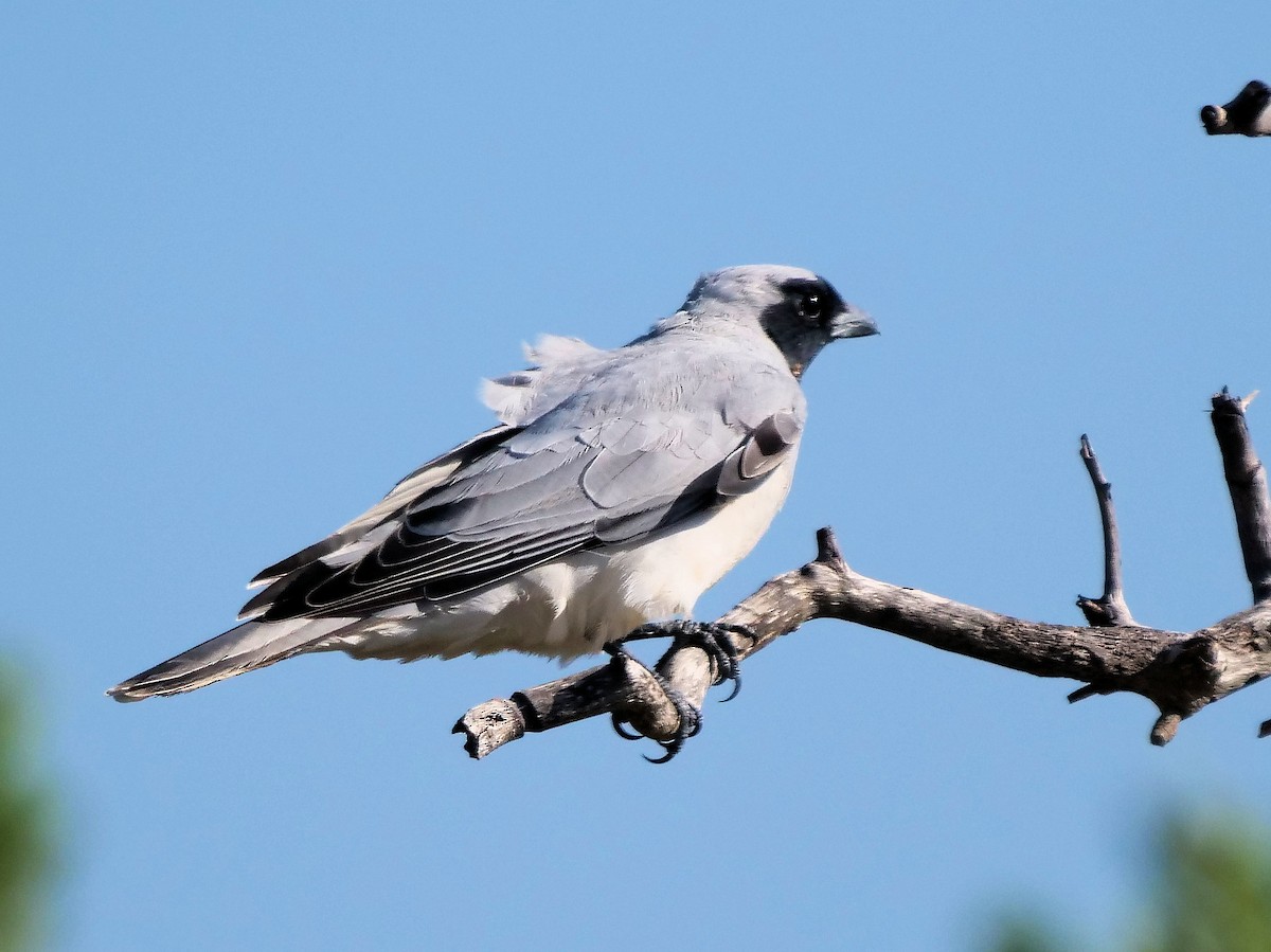 Black-faced Cuckooshrike - Peter Lowe