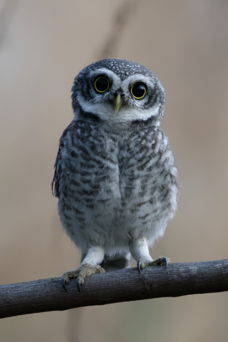 Spotted Owlet - Pradyumna Prasad