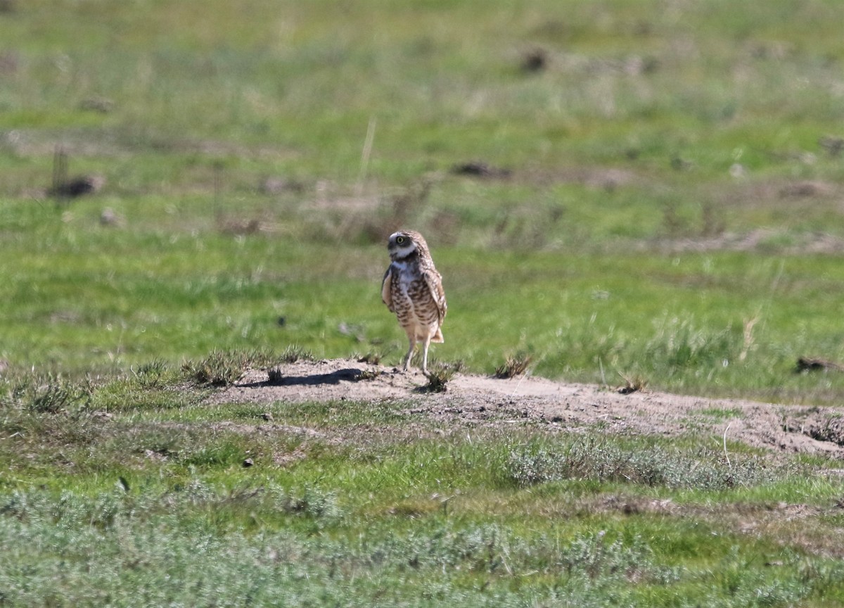 Burrowing Owl - ML312881671