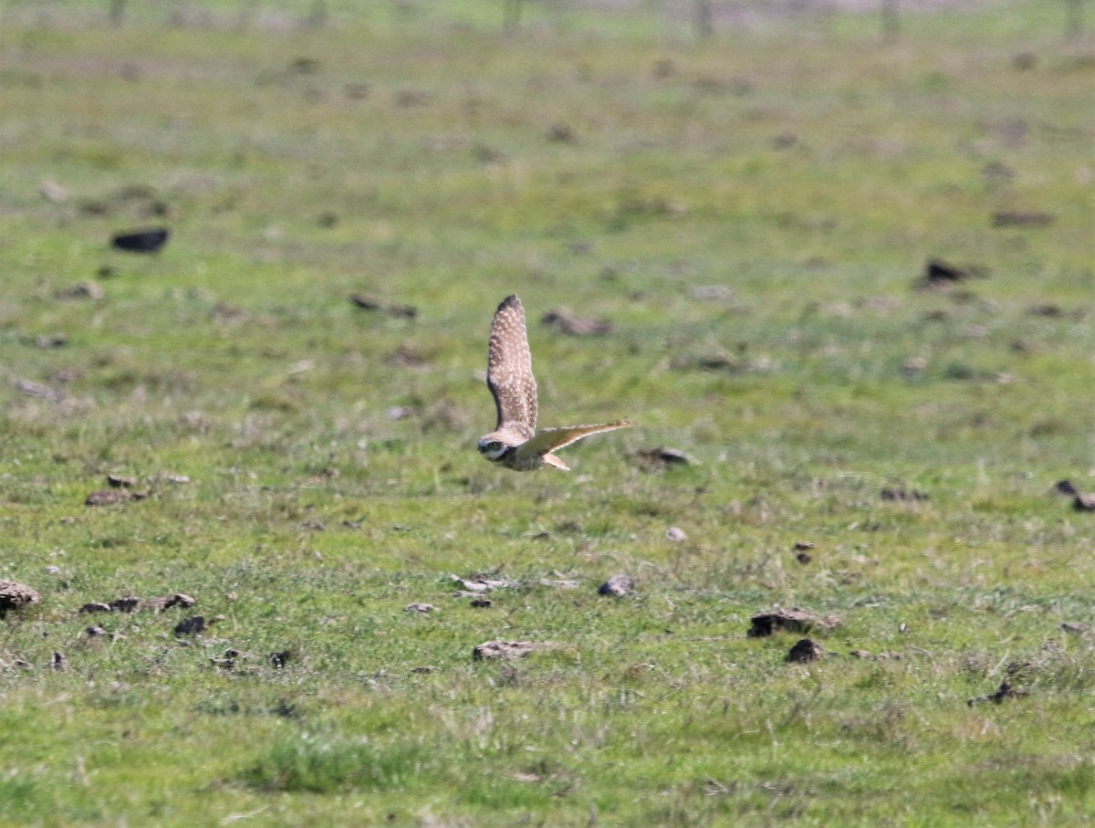 Burrowing Owl - ML312881681