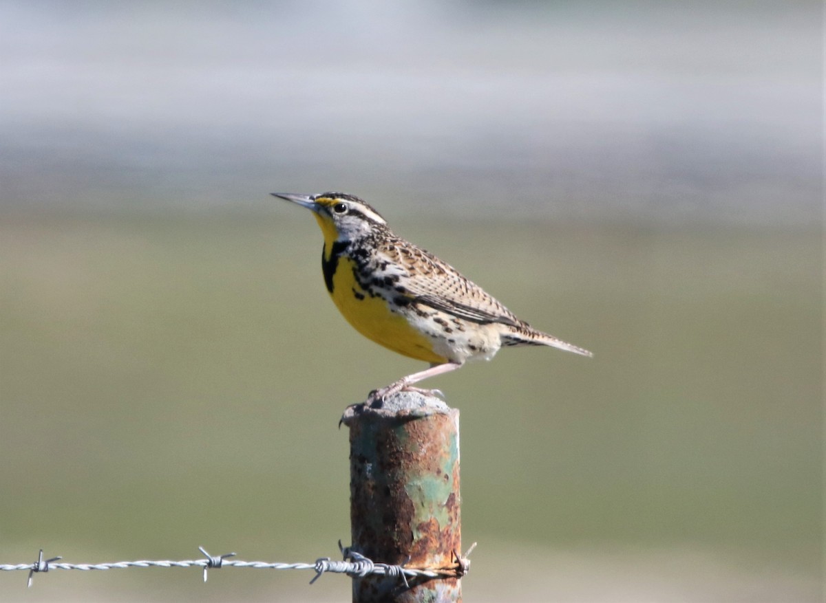 Western Meadowlark - ML312881731