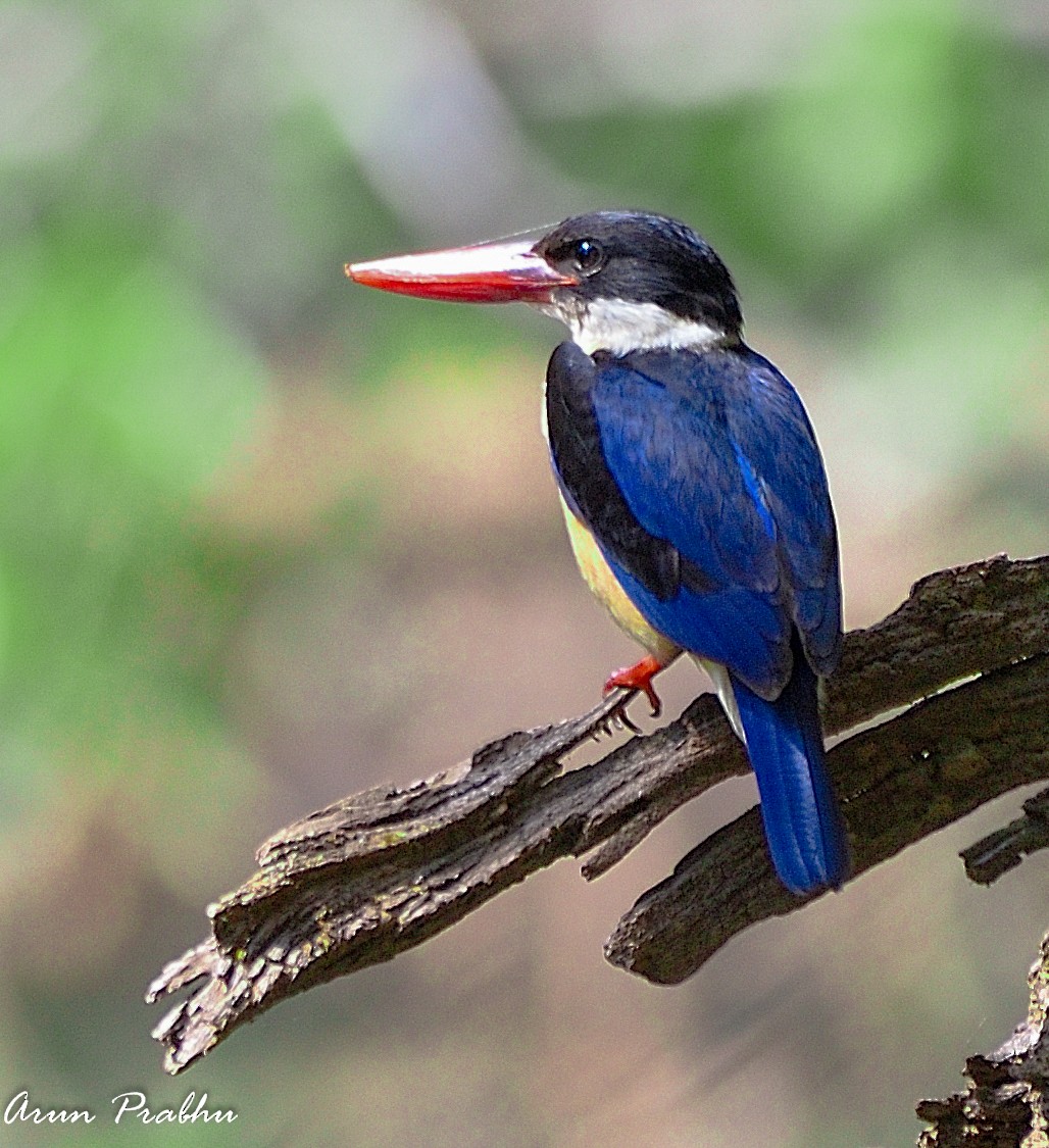 Black-capped Kingfisher - Arun Prabhu