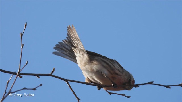 Lesser Redpoll - ML312886681