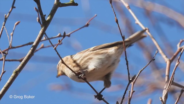 Lesser Redpoll - ML312886691