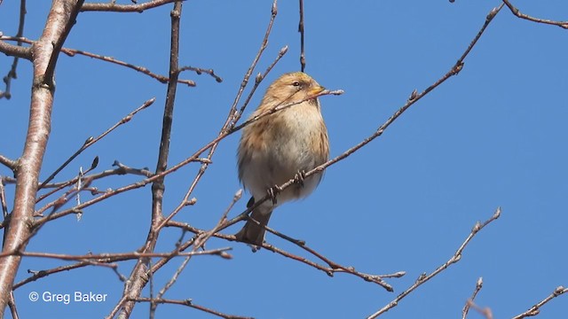 Lesser Redpoll - ML312886701