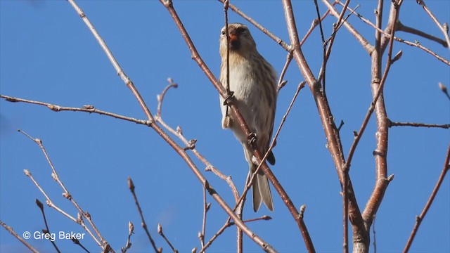 ベニヒワ（亜種 イメベニヒワ） - ML312886711
