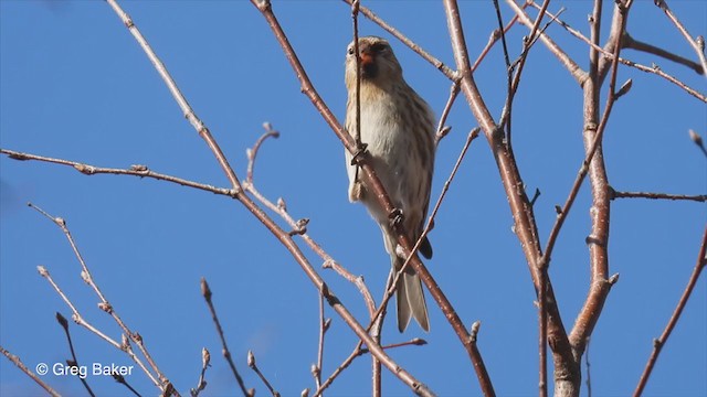 Lesser Redpoll - ML312886711