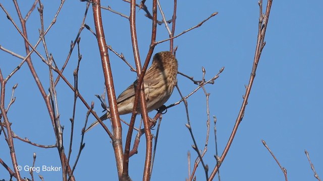 Lesser Redpoll - ML312886881