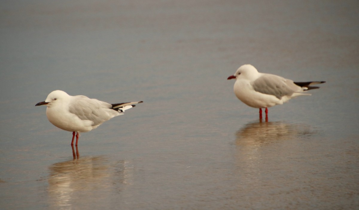 Black-billed Gull - ML312889071